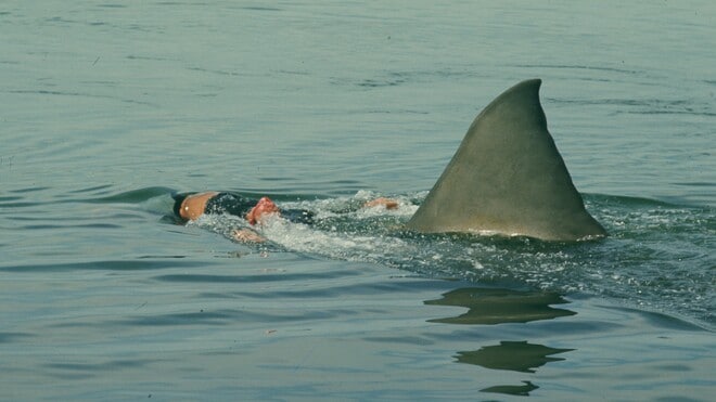 Jaws (50th Anniversary re-issue)