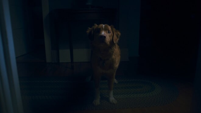Good boy